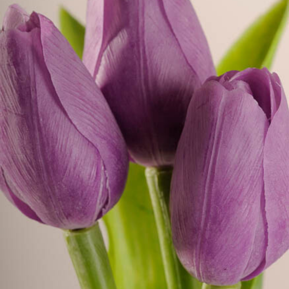 Jarní tulipán fialová 1ks