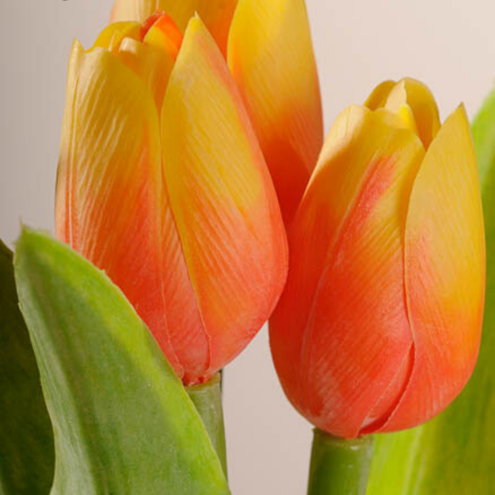 Jarní tulipán oranžovožlutý 1ks