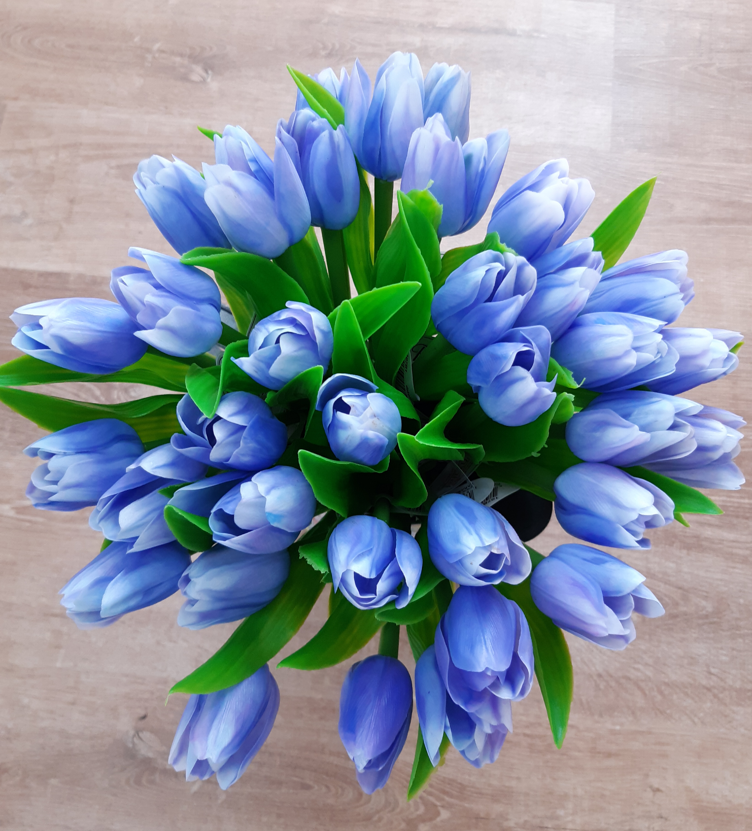Jarní tulipán světle modrá 1ks