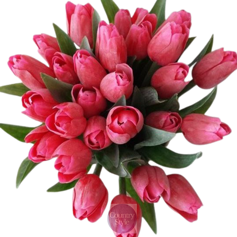 Jarní tulipán korálově červený 1ks